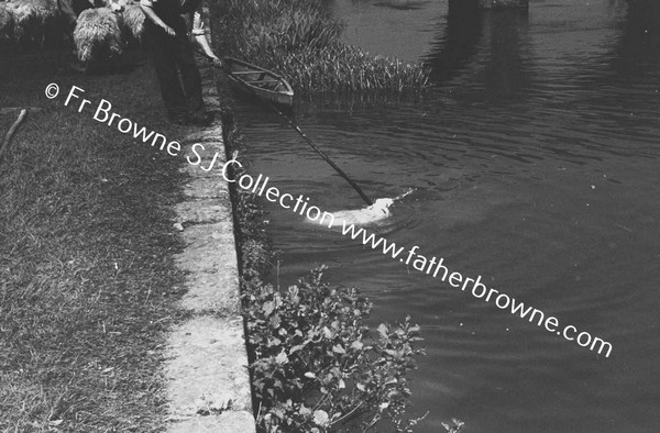 SHEEP WASHING IN RIVER BARROW